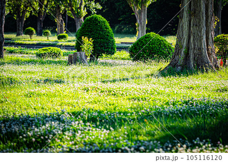 札幌　前田森林公園の風景 105116120