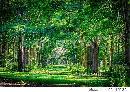 札幌　前田森林公園の風景 105116125