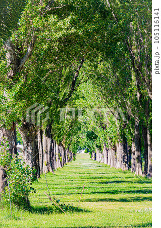 札幌　前田森林公園の風景 105116141