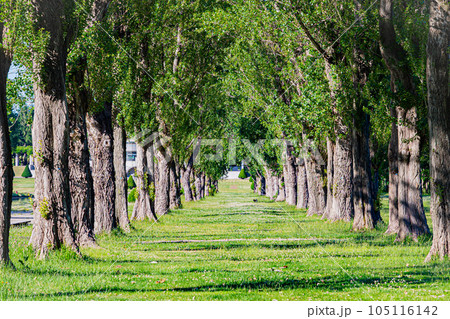 札幌　前田森林公園の風景 105116142