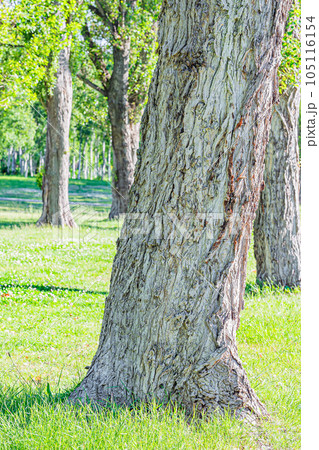 札幌　前田森林公園の風景 105116154