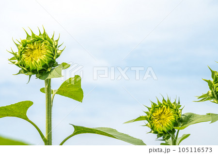 空を見上げるひまわり 105116573