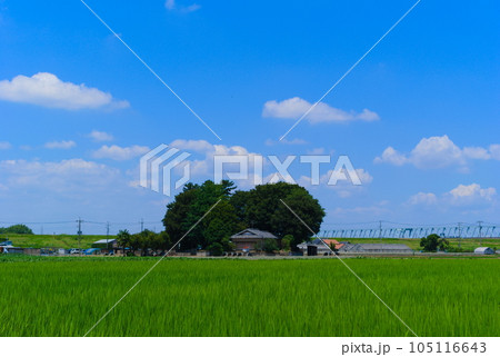 千葉県松戸市七右衛門新田の風景2023年7月 千葉県松戸市七右衛門新田の風景2023年7月 105116643
