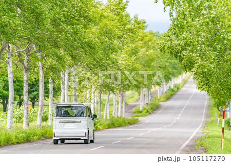 ドライブ 白樺並木 新緑 直線道路 ドライブ 白樺並木 新緑 直線道路 105117270