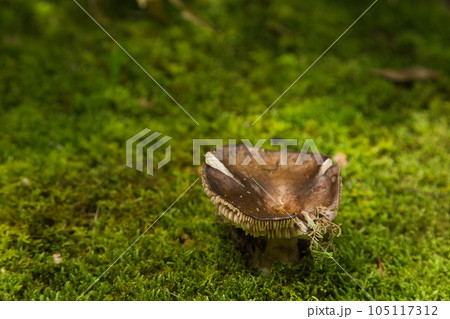 街中のオアシス 養浩館庭園 街中のオアシス 養浩館庭園 105117312