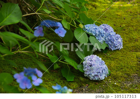 街中のオアシス 養浩館庭園 街中のオアシス 養浩館庭園 105117313