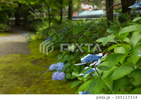 街中のオアシス 養浩館庭園 街中のオアシス 養浩館庭園 105117314
