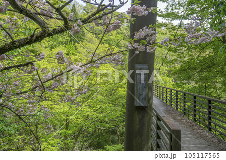 ねがい橋のそばにかわいいピンクの桜 105117565