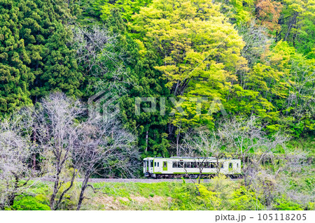 飯山線　新緑の中を走る列車（上境－戸狩野沢温泉） 105118205