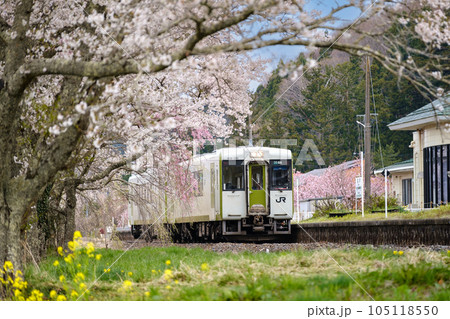 桜が満開の磐越東線夏井駅に止まるキハ110の列車 桜が満開の磐越東線夏井駅に止まるキハ110の列車 105118550