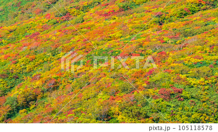 秋の栗駒山登山（中央コース）：神の絨毯 105118578