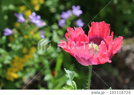 イングリッシュガーデンの花々 105118728