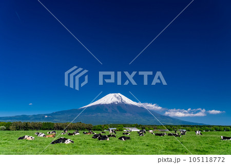 《静岡県》富士山を望む牧場・朝霧高原 105118772