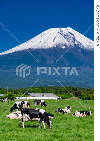 《静岡県》富士山を望む牧場・朝霧高原 《静岡県》富士山を望む牧場・朝霧高原 105118775
