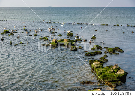 Seagulls sit on stones on Vistula Spit. Baltiysk. Russia 105118785
