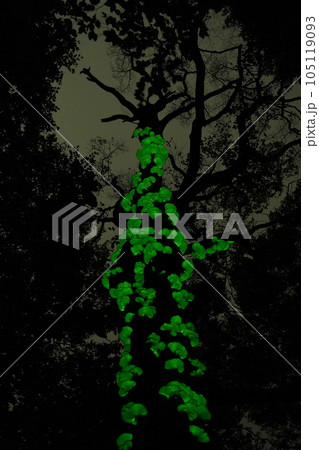 八甲田のツキヨタケ 105119093