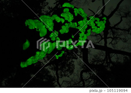 八甲田のツキヨタケ2 八甲田のツキヨタケ2 105119094