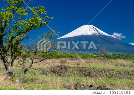 《静岡県》富士山をのぞむ草原・朝霧高原 105119101