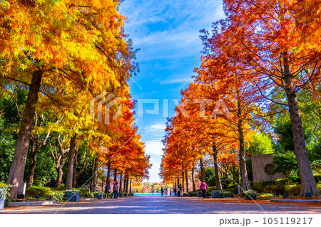 長居植物園 メタセコイアの紅葉 105119217