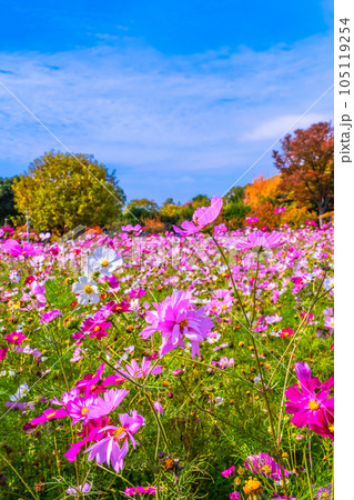 長居植物園 コスモスと紅葉 105119254
