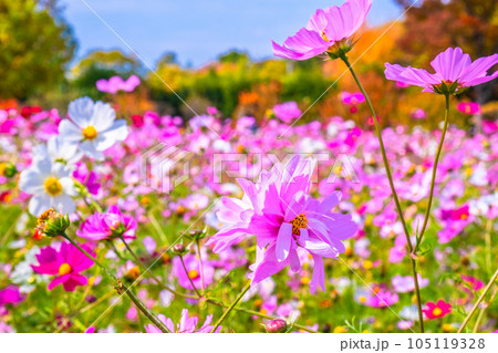 長居植物園 コスモスと紅葉 105119328