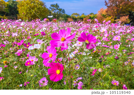 長居植物園 コスモスと紅葉 長居植物園 コスモスと紅葉 105119340