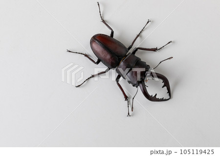 クワガタ stag beetle クワガタ stag beetle 105119425