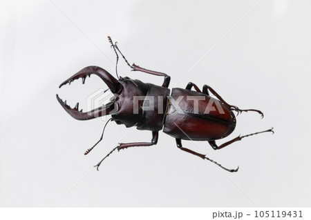 クワガタ stag beetle クワガタ stag beetle 105119431