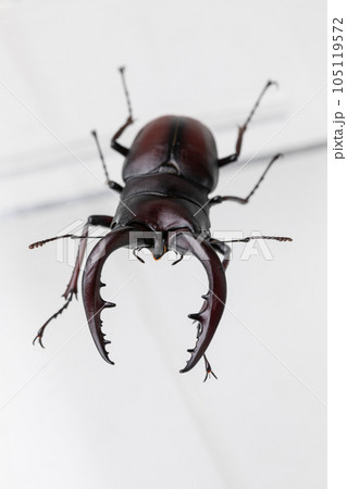 クワガタ　stag beetle 105119572