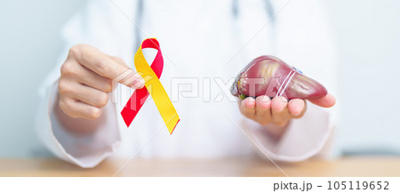 Doctor with Red and Yellow ribbon and human Liver anatomy model. World hepatitis day, 28 July, Liver cancer awareness month, Jaundice, Cirrhosis, Failure, Enlarged, Hepatic Encephalopathy and Health Doctor with Red and Yellow ribbon and human Liver anatomy model. World hepatitis day, 28 July, Liver cancer awareness month, Jaundice, Cirrhosis, Failure, Enlarged, Hepatic Encephalopathy and Health 105119652
