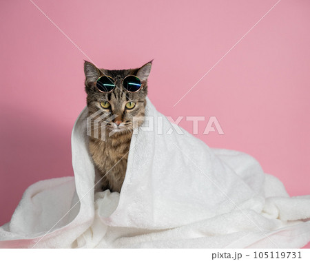 Tabby cat in sunglasses wrapped in a white towel on a pink background.  105119731