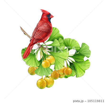 Red cardinal bird on a ginkgo biloba tree branch with green leaves and fruit. Watercolor illustration. Hand painted small red bright bird on a ginkgo tree branch decorative element. White background 105119811