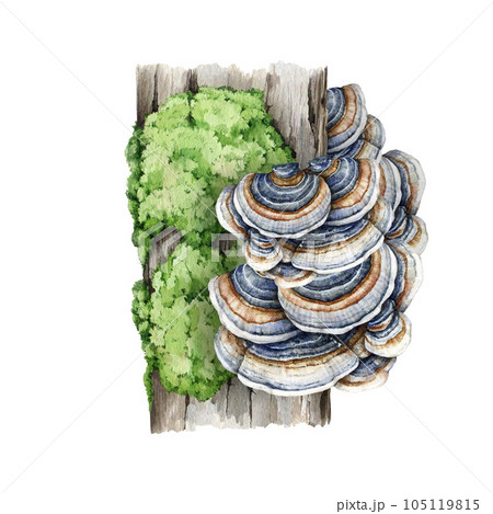 Turkey tail mushroom on a tree trunk with green moss. Watercolor illustration. Trametes versicolor fungus. Turkey tail fungus growing on a mossy tree natural element. Isolated on white background 105119815
