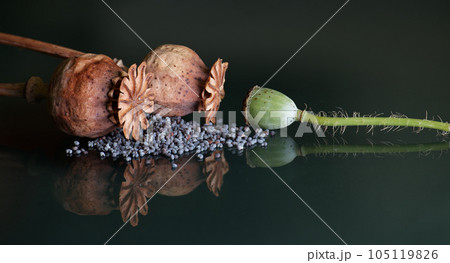 Dried poppy seed heads against dark background 105119826