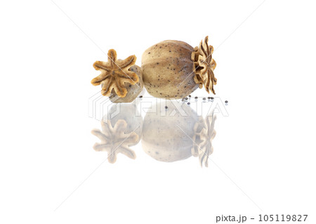 Dried poppy seed pods over white background 105119827
