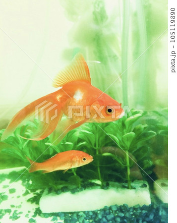 水槽の中で仲良く泳ぐ金魚 水槽の中で仲良く泳ぐ金魚 105119890