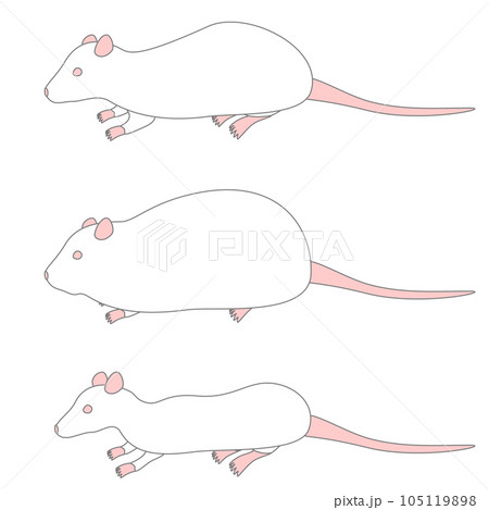 シンプルな実験用ラットのイラストセット シンプルな実験用ラットのイラストセット 105119898