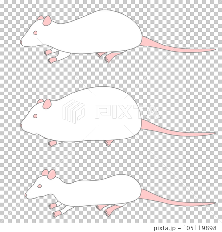 シンプルな実験用ラットのイラストセット シンプルな実験用ラットのイラストセット 105119898