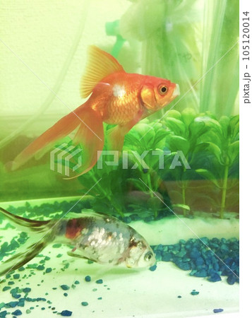 水槽の中で仲良く泳ぐ金魚 水槽の中で仲良く泳ぐ金魚 105120014