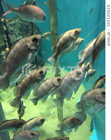 水槽を泳ぐ魚 水槽を泳ぐ魚 105120028