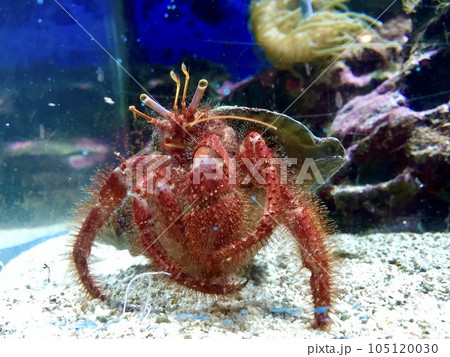 真っ赤なヤドカリ 真っ赤なヤドカリ 105120030