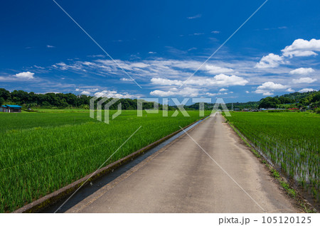 葉山島の田園風景 夏の田舎 神奈川の原風景 葉山島の田園風景 夏の田舎 神奈川の原風景 105120125