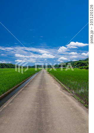 葉山島の田園風景　夏の田舎　神奈川の原風景 105120126