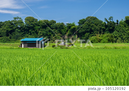 葉山島の田園 神奈川の田舎風景 原風景 葉山島の田園 神奈川の田舎風景 原風景 105120192