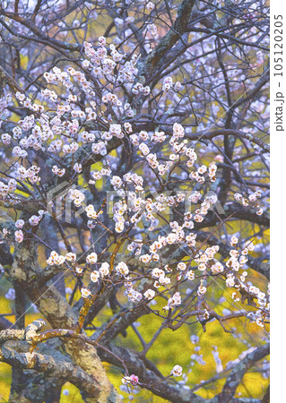綺麗に咲いた梅の花 鳥取県 樗谿公園 水彩画 綺麗に咲いた梅の花 鳥取県 樗谿公園 水彩画 105120205