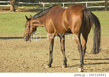Brown horse Brown horse 105120441
