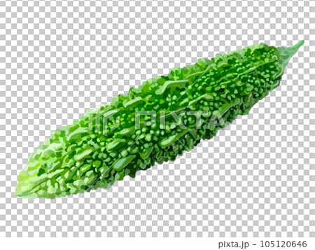 苦瓜 苦瓜 105120646