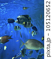 水族館の熱帯魚 105120652