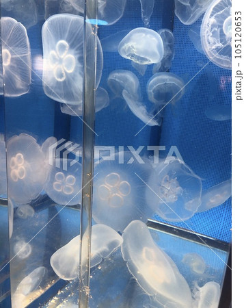 水族館のクラゲ 水族館のクラゲ 105120653