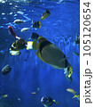 水族館の熱帯魚 105120654